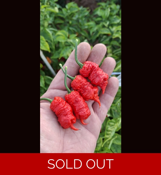 pink Spiral Reaper Green (f7)-> (f8)  (10+seeds)